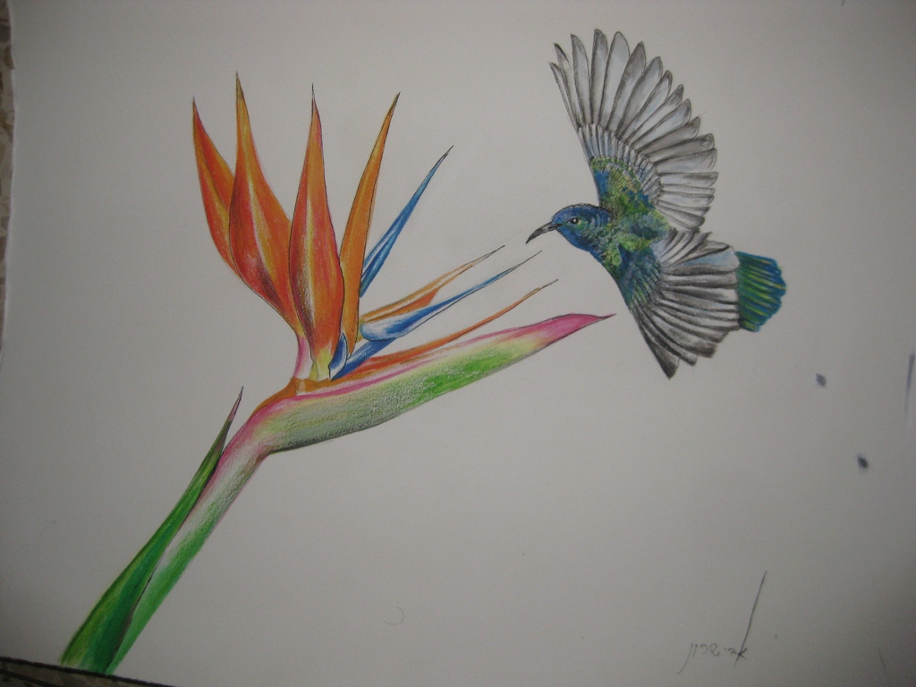 Bird of Paradise Flower  H 38 cm x  W 32 cm Colored Pencils & Ink